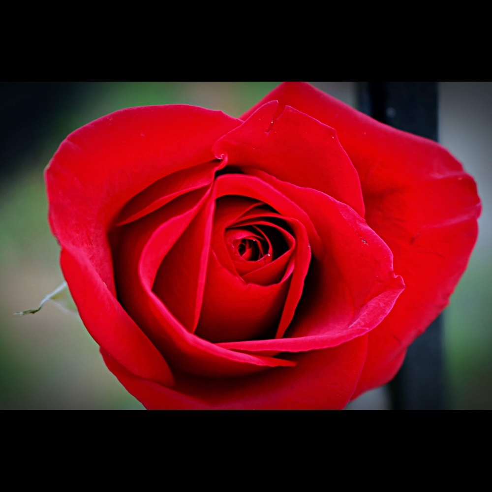 Meet your Posher, Kimber